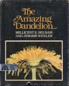 The amazing dandelion