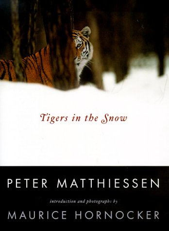 Tigers in the snow
