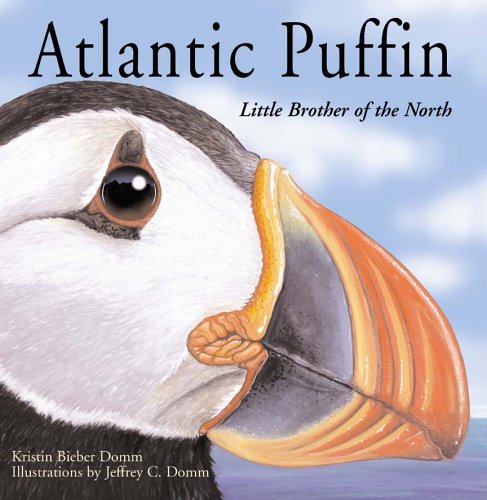 Atlantic Puffin : little brother of the north