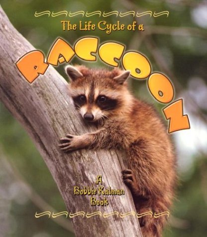 The life cycle of a raccoon