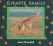 Giraffe family