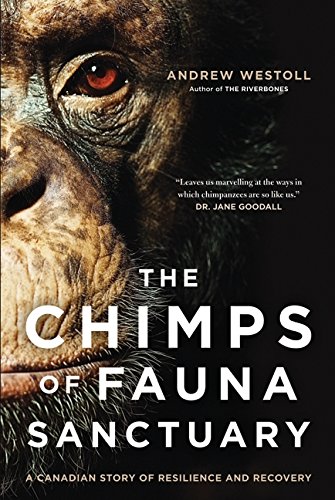 The chimps of fauna sanctuary: [a Canadian story of resilience and recovery]